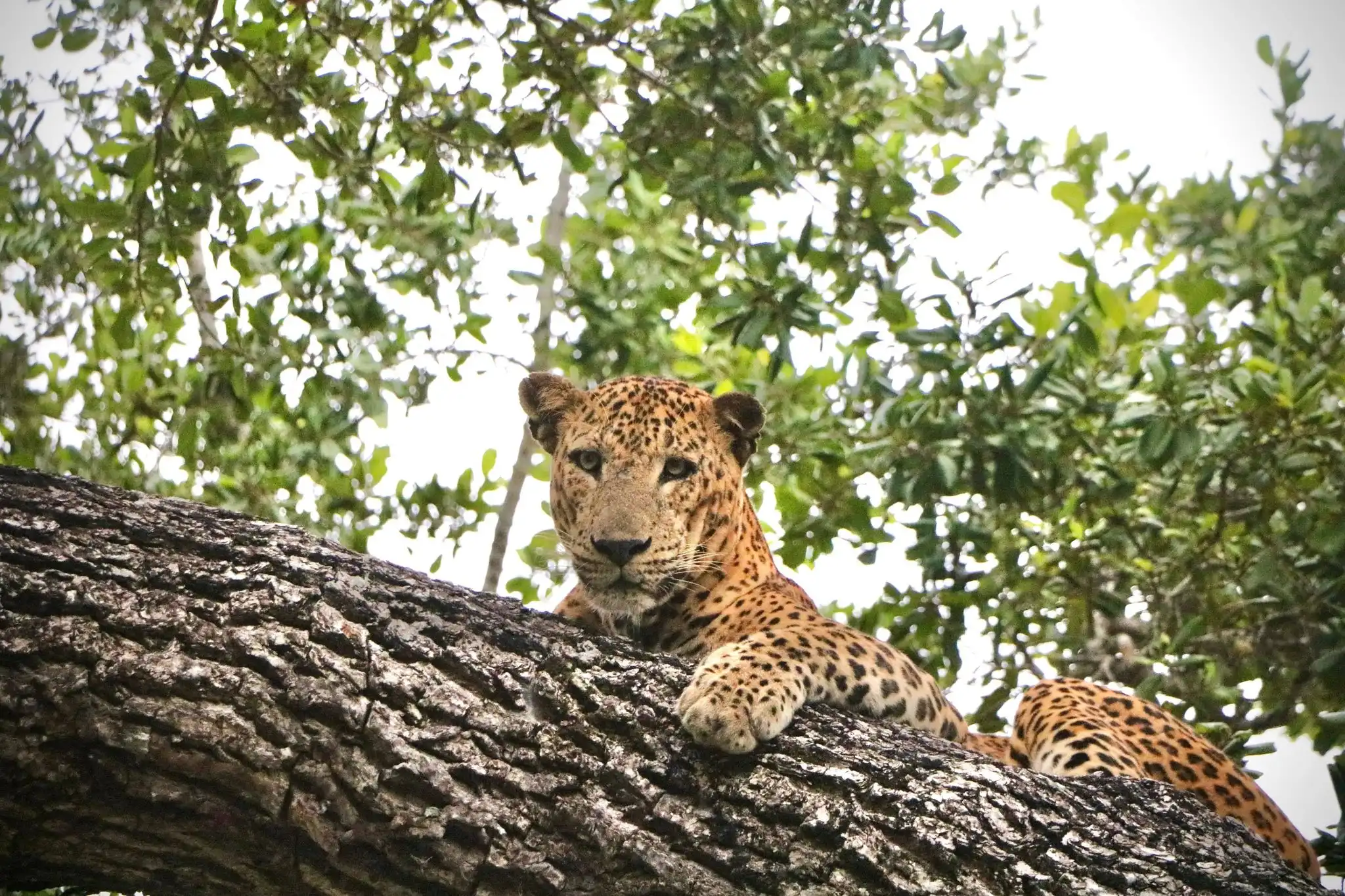 Tigre sur un arbre au Sri Lanka