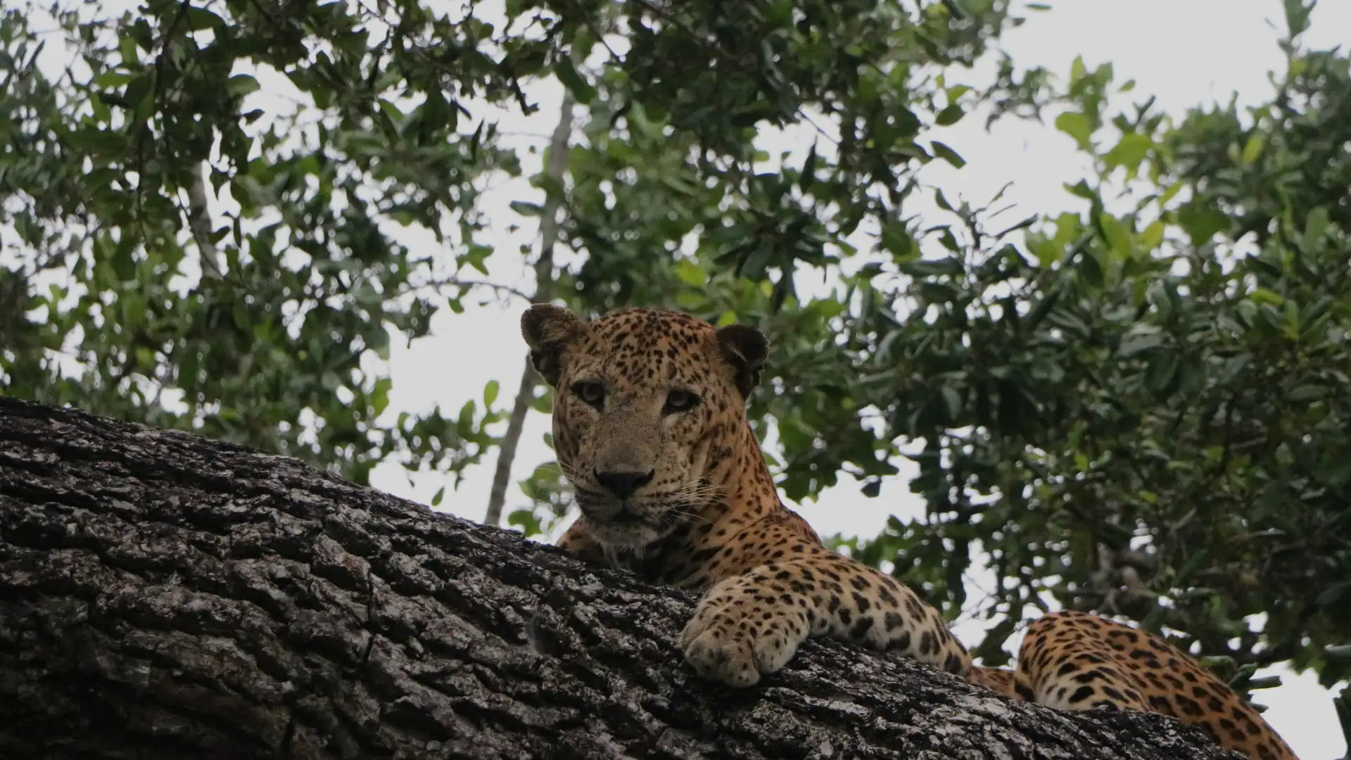 Léopard sur un arbre au Sri Lanka