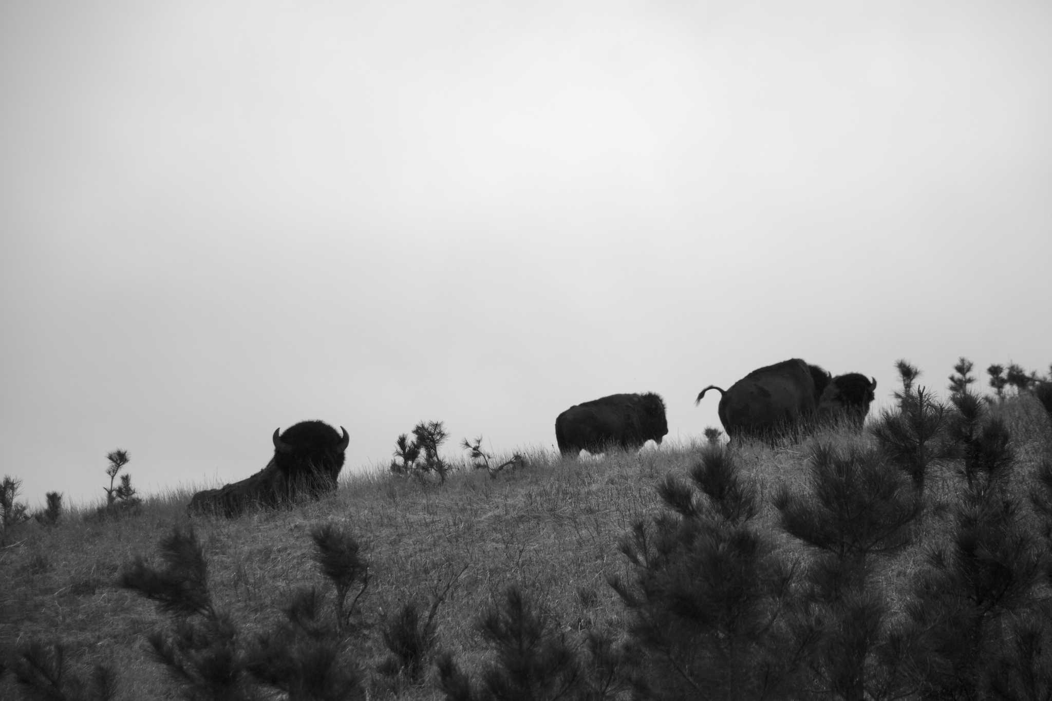 Bisons au parc du Wind Cave National Park